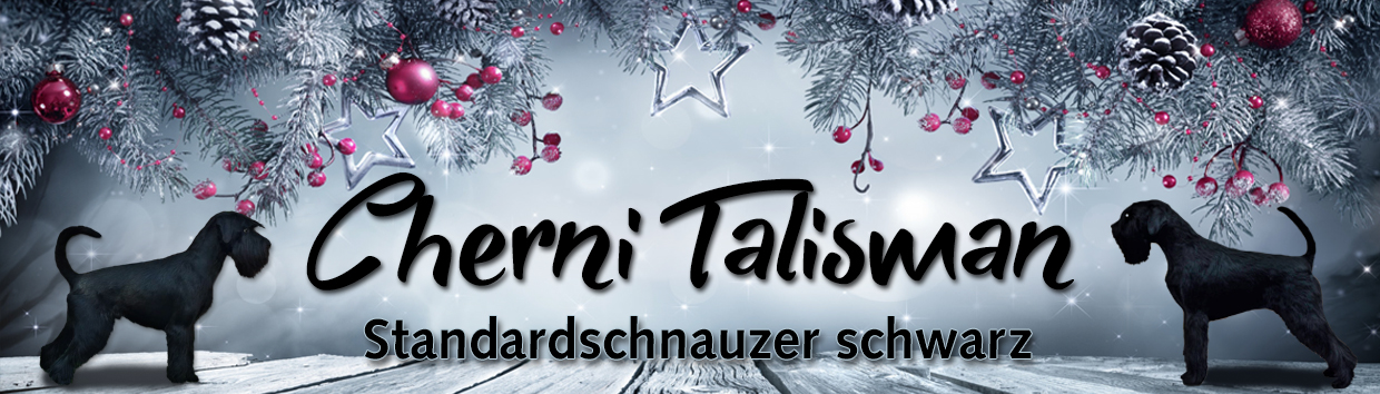 Schnauzer Cherni Talisman